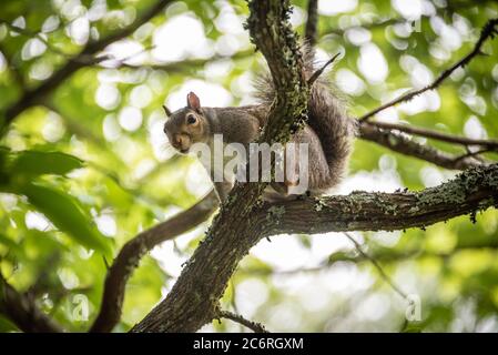 Eastern gray squirrel (Sciurus carolinensis) perched on a limb in the North Georgia Mountains. (USA) Stock Photo