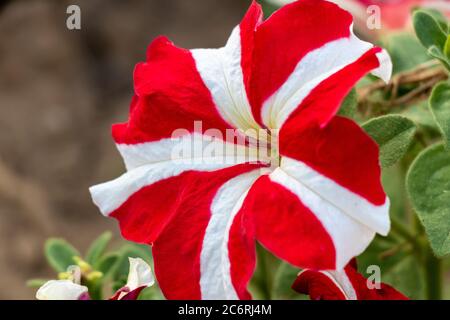 Petunia star mix flower bloom over leafs and blurry background. Stock Photo