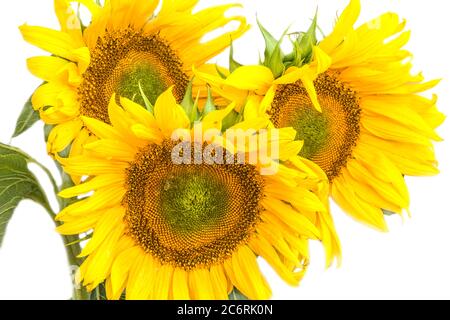 Three blooming sunflowers on a white background. Stock Photo