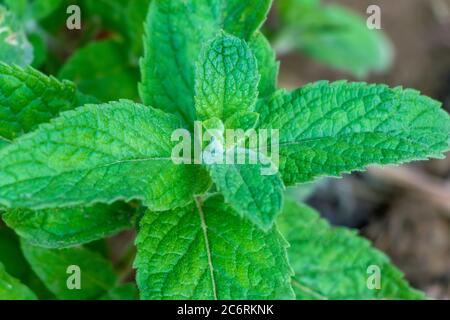 Mint or Pudina leafs, sective focus, close up Stock Photo