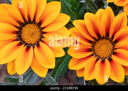 Beautiful yellow gazania linearis flowers blooming in bright day. Stock Photo