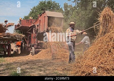 farmers re-enacting the old farm works with an ancient threshing machine loaded with ears of corn during the country fair Wheat Festival on August 25, Stock Photo