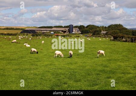 Looking across a field being grazed by sheep towards a working farm with stored hay bales and a grain silo near Bridgend. Stock Photo