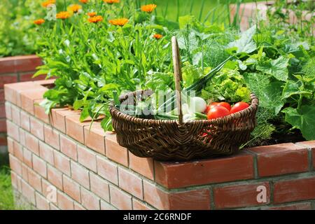 Raised beds gardening in an urban garden growing plants herbs spices berries and vegetables Stock Photo