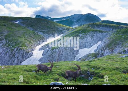 Hochschwab Mountains: Alpensteinbock, Alpine ibex (Capra ibex) in Hochsteiermark, Steiermark, Styria, Austria Stock Photo