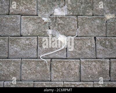 Snake carcass molting on concrete blocks wall background Stock Photo