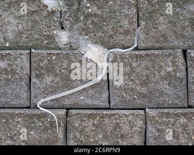 Snake carcass molting on concrete blocks wall background Stock Photo