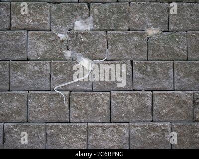 Snake carcass molting on concrete blocks wall background Stock Photo