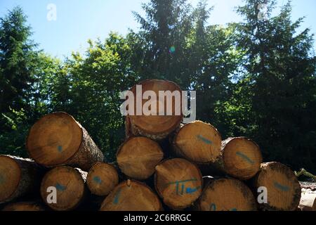 Freshly felled trees stored in the forest to dry await further processing Stock Photo