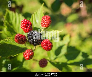 Ripe fruits and foliage of Morus Nigra. blackberries on the bush. Stock Photo