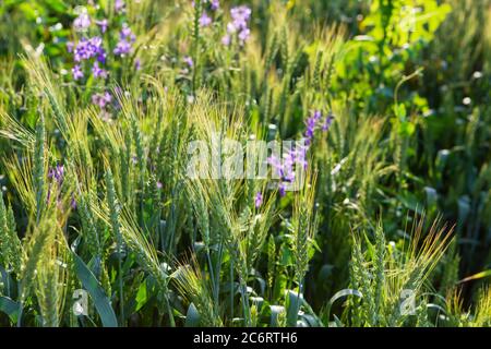 Juicy fresh ears of young green wheat in summer sun light Stock Photo