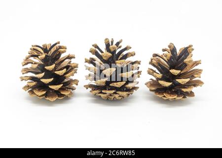 Three pine cones in a row, against a white background Stock Photo