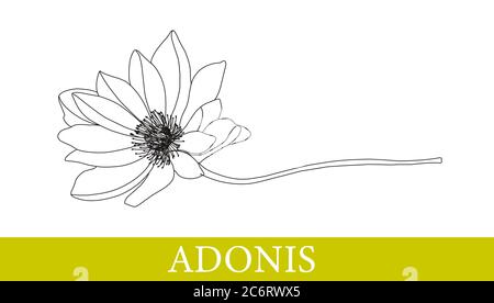 Adonis flower. Medicinal plants. chamomile, gerbera. Wildflowers. Isolated on white. vector illustration. Stock Vector