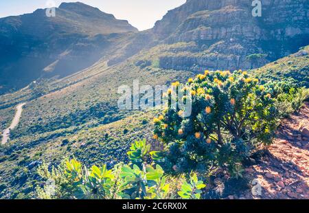 View of Table Mountain surrounded by yellow pin cushion protea bushes (Leucospermum muirii) and green fynbos, Cape Town, South Africa Stock Photo