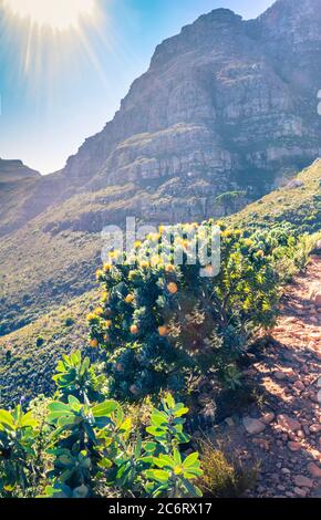 View of Table Mountain surrounded by yellow pin cushion protea bushes (Leucospermum muirii) and green fynbos, Cape Town, South Africa Stock Photo