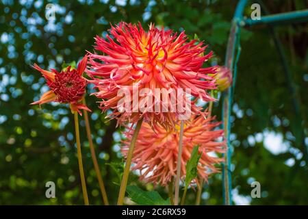 The large flowers and an opening bud of an Aitara Bronwyn Dahlia. This herbaceous fimbriated laciniated perennial flower was photographed growing in F Stock Photo