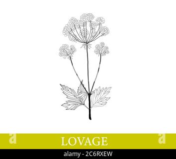 Lovage isolated on white. vector illustration. Botanical illustration. Stock Vector