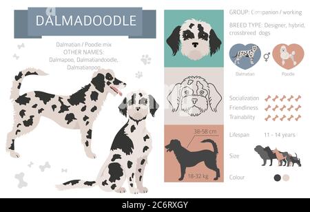 Designer dogs, crossbreed, hybrid mix pooches collection isolated on white. Dalmadoodle flat style clipart infographic. Vector illustration Stock Vector