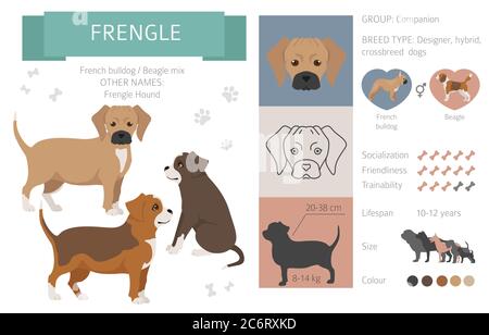 Designer dogs, crossbreed, hybrid mix pooches collection isolated on white. Frengle flat style clipart infographic. Vector illustration Stock Vector