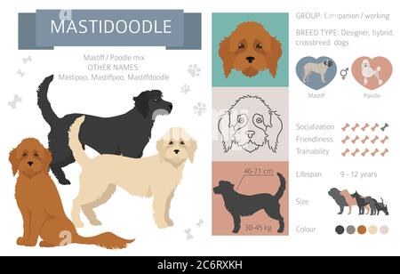 Designer dogs, crossbreed, hybrid mix pooches collection isolated on white. Mastidoodle flat style clipart infographic. Vector illustration Stock Vector