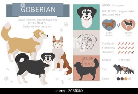 Designer dogs, crossbreed, hybrid mix pooches collection isolated on white. Goberian flat style clipart infographic. Vector illustration Stock Vector