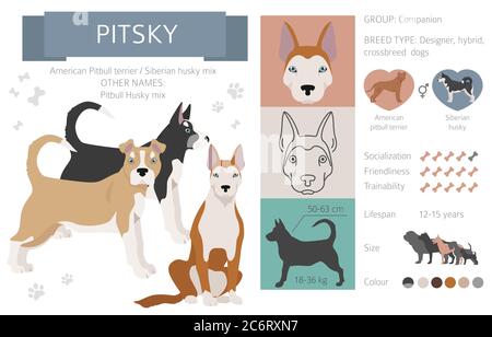 Designer dogs, crossbreed, hybrid mix pooches collection isolated on white. Pitsky flat style clipart infographic. Vector illustration Stock Vector