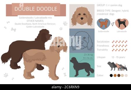 Designer dogs, crossbreed, hybrid mix pooches collection isolated on white. Double doodle flat style clipart infographic. Vector illustration Stock Vector