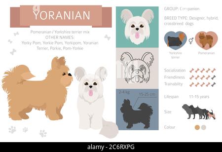 Designer dogs, crossbreed, hybrid mix pooches collection isolated on white. Yoranian clipart infographic. Vector illustration Stock Vector