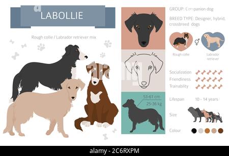 Designer dogs, crossbreed, hybrid mix pooches collection isolated on white. Labollie flat style clipart infographic. Vector illustration Stock Vector