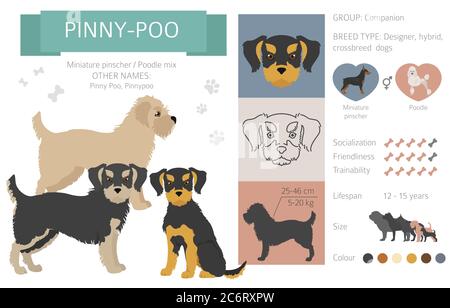 Poodle mini pinscher mix sale