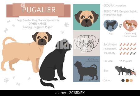 Designer dogs, crossbreed, hybrid mix pooches collection isolated on white. Pugalier flat style clipart infographic. Vector illustration Stock Vector