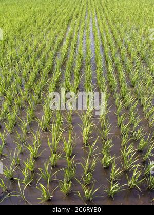 A paddy field is a flooded parcel of arable land used for growing rice and other semiaquatic crops. Paddy fields are a typical feature of rice-growing countries of east and southeast Asia Stock Photo