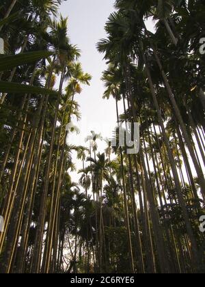 Areca catechu, known commonly as Betel palm or Betel nut tree or Pinang is a species of palm which grows in much of the tropical Pacific, Asia, and parts of east Africa. It is a medium-sized tree growing to 20 m tall, with a trunk 20-30 cm in diameter. The leaves are 1.5-2 m long, pinnate, with numerous, crowded leaflets. Stock Photo