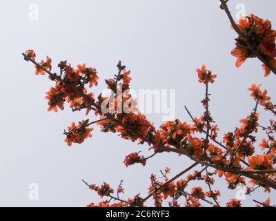 Silk cotton tree: The Latin name is Bombax Ceiba, and it is a popular ornamental tree found in East and South Asia. Bombax species are among the largest trees in their regions, reaching 30-40 m tall and up to 3 m trunk diameter. The leaves are dry-season deciduous, 30-50 cm across, palmate, with 5-9 leaflets. They bear red flowers between January and March, which mature into small husks containing a fibre, similar to kapok (Ceiba pentandra) and to cotton, though with shorter fibres than cotton, that does not lend itself to spinning, making it unusable as a textile product. They are also plante Stock Photo