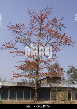 Silk cotton tree: The Latin name is Bombax Ceiba, and it is a popular ornamental tree found in East and South Asia. Bombax species are among the largest trees in their regions, reaching 30-40 m tall and up to 3 m trunk diameter. The leaves are dry-season deciduous, 30-50 cm across, palmate, with 5-9 leaflets. They bear red flowers between January and March, which mature into small husks containing a fibre, similar to kapok (Ceiba pentandra) and to cotton, though with shorter fibres than cotton, that does not lend itself to spinning, making it unusable as a textile product. They are also plante Stock Photo