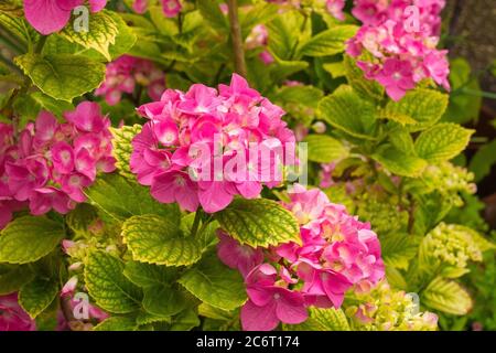 Flowers on a Hydrangea Macrophylla growing in Friuli, Italy. Also known as Hortensia, Pink Mophead Hydrangea, Bigleaf Hydrangea, Penny Mac, French Hyd Stock Photo