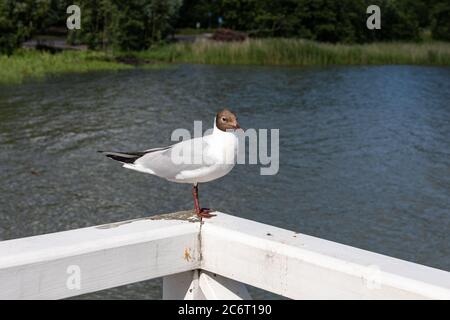 Black-headed gull (Larus ridibundus) perching on a railing in Seurasaari Island of Helsinki, Finland Stock Photo
