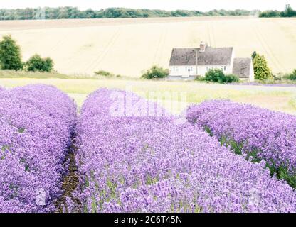 Rows of Cotswolds lavender in the fields at Snowshill, Gloucestershire. Stock Photo