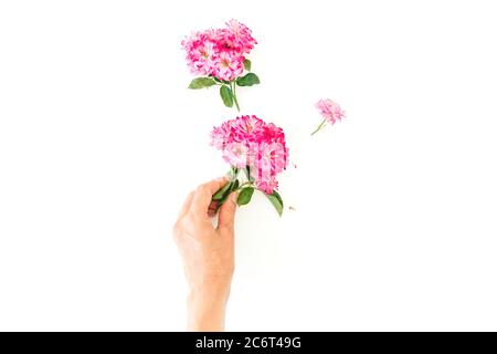 Woman hold pink roses flower on white background. Flat lay, top view. Stock Photo