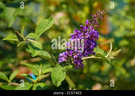 Vitex Agnus-Castus flowers, also called Chasteberry, Vitex, Chastetree, Chaste Tree, Abraham's balm or Monk's Pepper, growing in Friuli, Italy Stock Photo