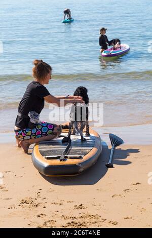 Poole, Dorset UK. 12th July 2020. UK weather: very warm sunny day at Poole beaches as temperatures rise with glorious sunshine. Dogs learning to paddle board. Cocker Spaniel dog on paddleboard in front with Cavalier King Charles Spaniel dog, King Charles Cavalier Spaniel dog on paddleboard behind.  Credit: Carolyn Jenkins/Ģ����ý Live News Stock Photo