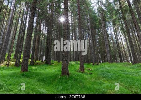 Beautiful pine trunks and tall grass in the mystic pine tree forest Stock Photo