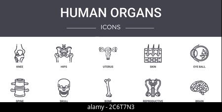 human organs concept line icons set. contains icons usable for web, logo, ui/ux such as hips, skin, spine, bone, reproductive, brain, eye ball, uterus Stock Vector