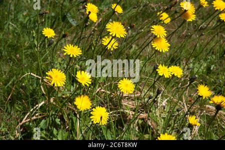 Common Hawkweed (Hieracium umbellatum) in meadow. Stock Photo