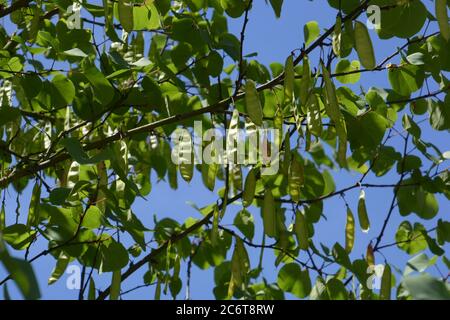 judas tree seed pods and fresh leaves on branches Stock Photo