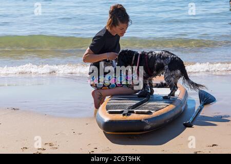 Poole, Dorset UK. 12th July 2020. UK weather: very warm sunny day at Poole beaches as temperatures rise with glorious sunshine. Cocker Spaniel dog, learning to paddleboard paddle board. Credit: Carolyn Jenkins/Alamy Live News Stock Photo