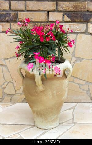 oleander flowers in a clay amphora Stock Photo