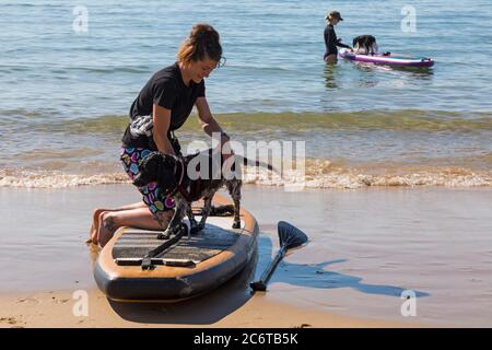 Poole, Dorset UK. 12th July 2020. UK weather: very warm sunny day at Poole beaches as temperatures rise with glorious sunshine. Dogs learning to paddle board. Cocker Spaniel dog on paddleboard in front with Cavalier King Charles Spaniel dog, King Charles Cavalier Spaniel dog on paddleboard behind.  Credit: Carolyn Jenkins/Ģ����ý Live News Stock Photo