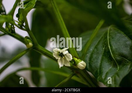 In a small indoor plant, the small white flower buds of the chillies sprout. Stock Photo