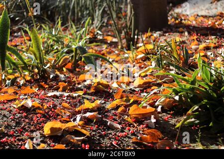 Leaves and flowers fallen to the ground. Parque de La Paloma, Benalmádena, Málaga, Spain. Stock Photo
